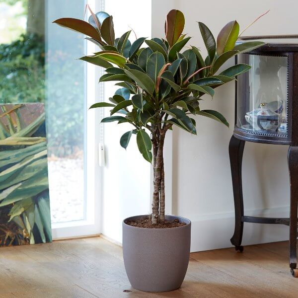 Plante ornamentale