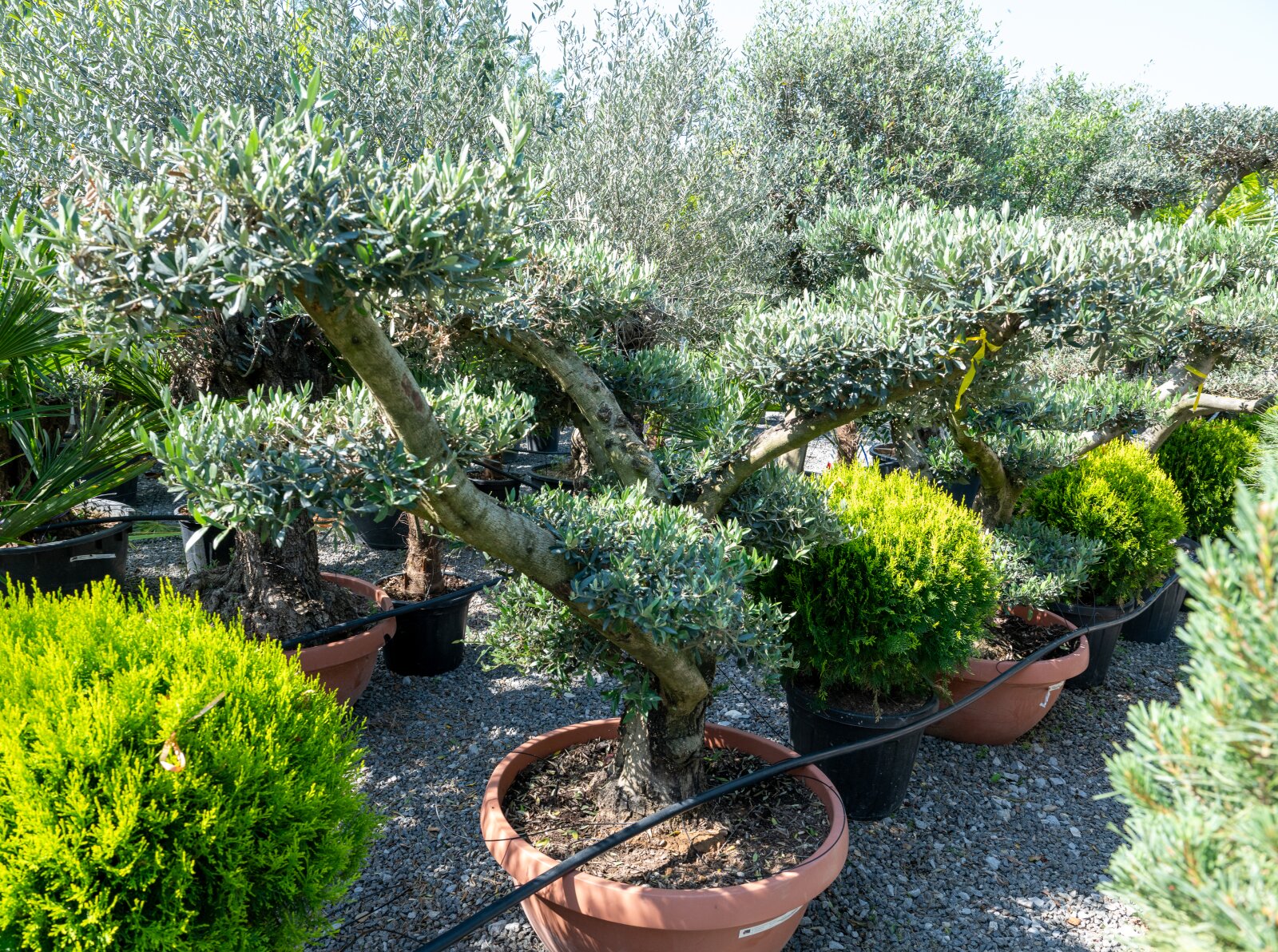Bonsai maslin european