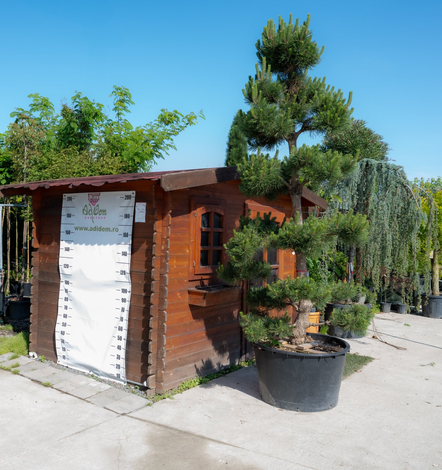 Bonsai pin negru