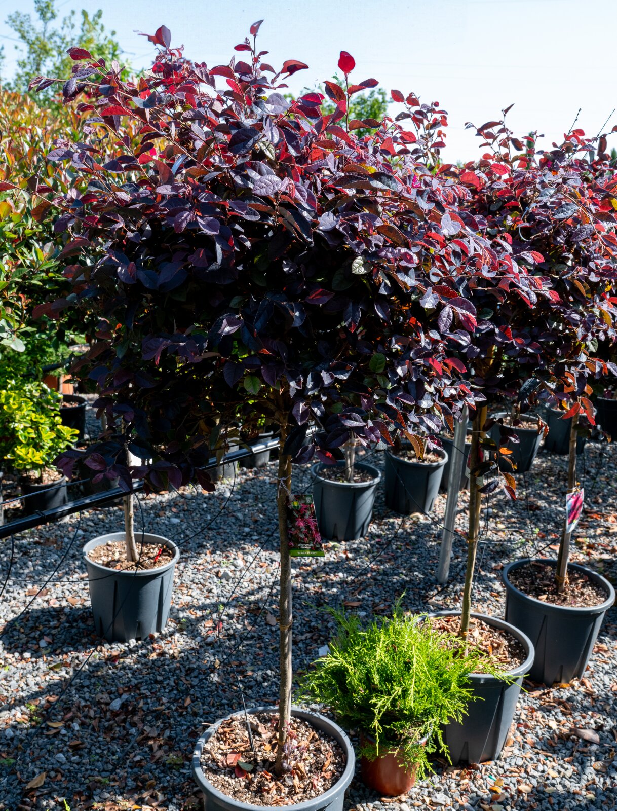 Loropetalum chinense black pearl  pe tulpina 1.50/1.60 m