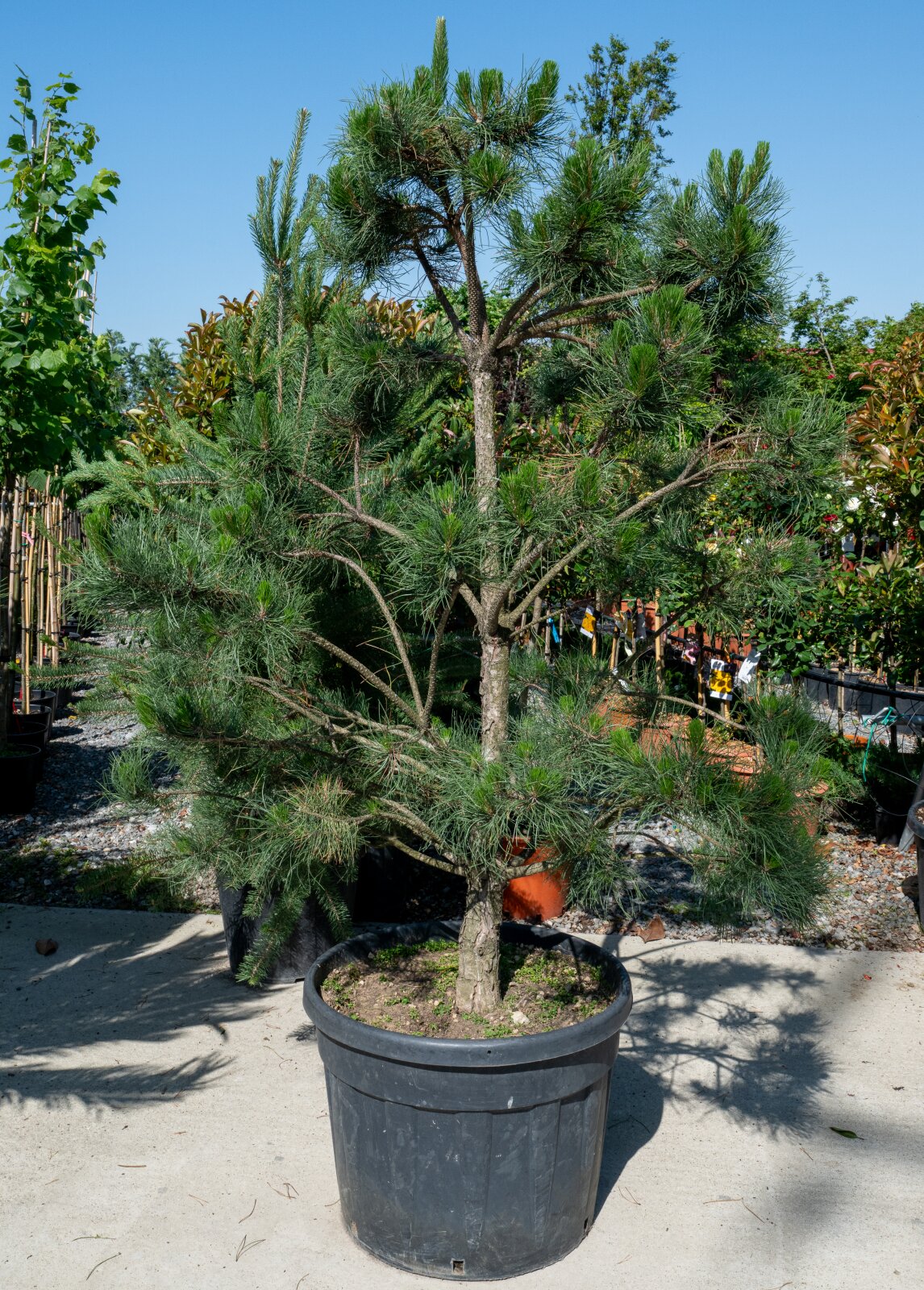 Pinus nigra 1,80 m