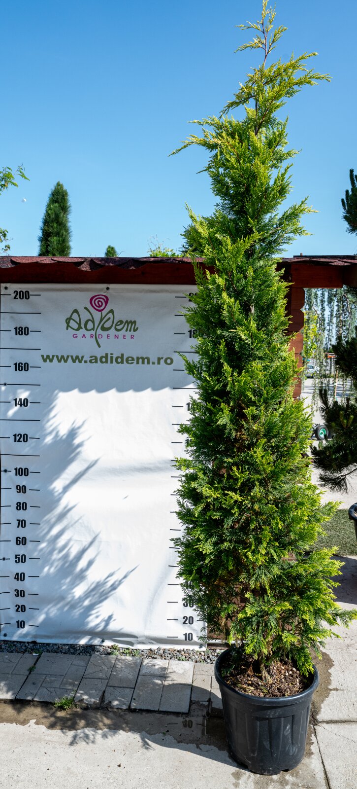 Leylandii gold rider 300 cm