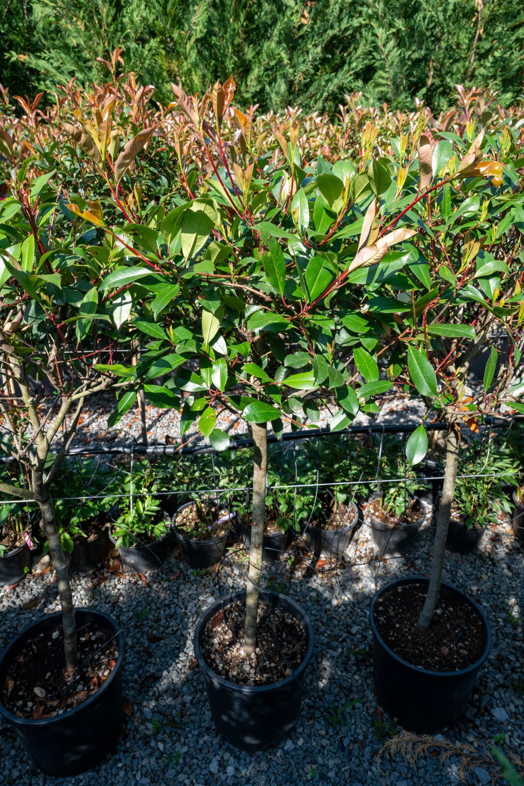 Photinia red robin pe tulpina 140 cm