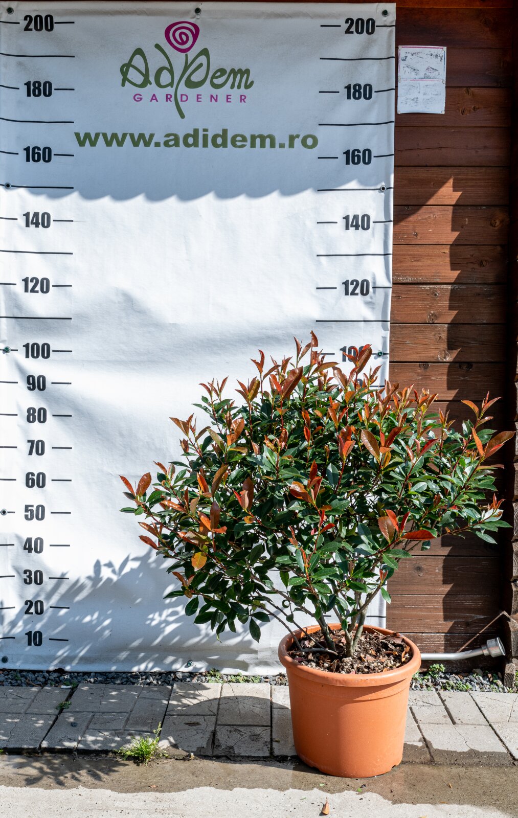 Photinia red robin glob