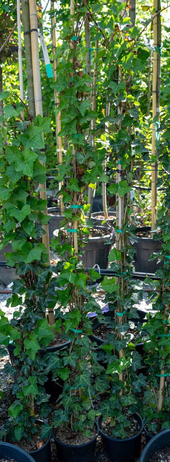 Iedera (hedera helix) 180 cm