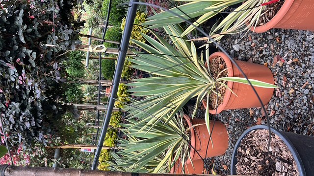 Yucca Gloriosa Variegata, cu frunze verzi si marginii aurii