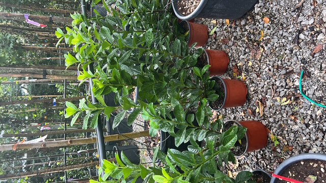 Prunus laurocerasus - laur englezesc