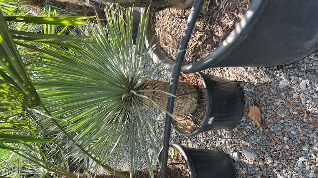 Yucca rostrata
