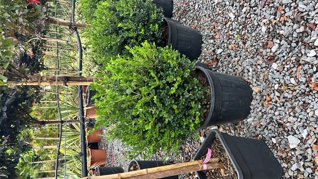 Buxus globular vesnic verde