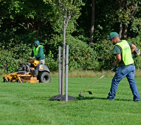 Servicii de plantare pomi