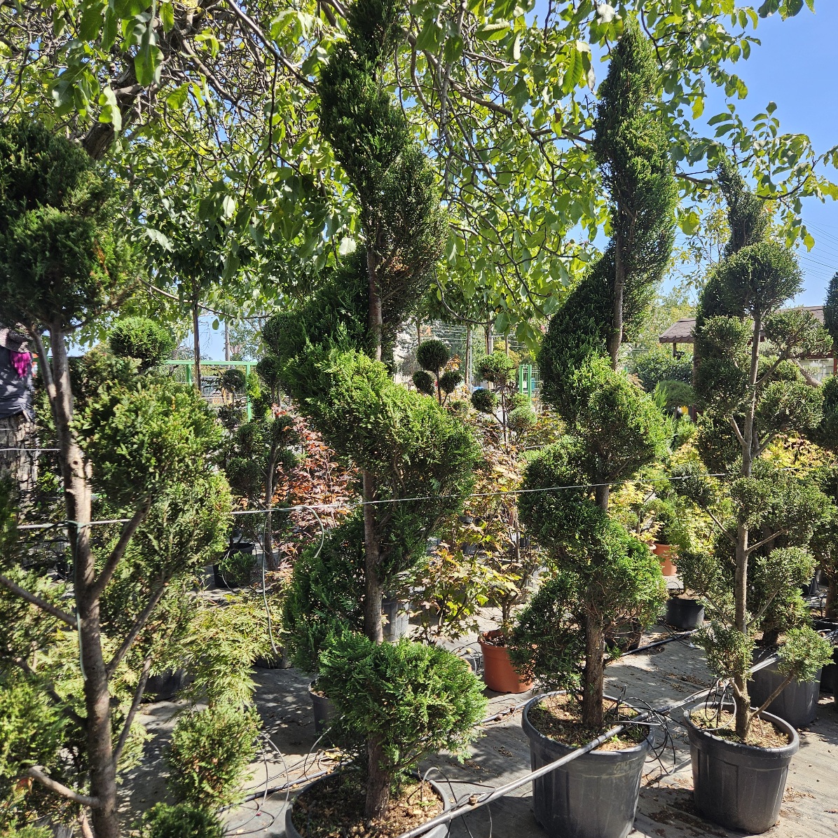 Cupressocyparis Leylandii Spirala 2m+